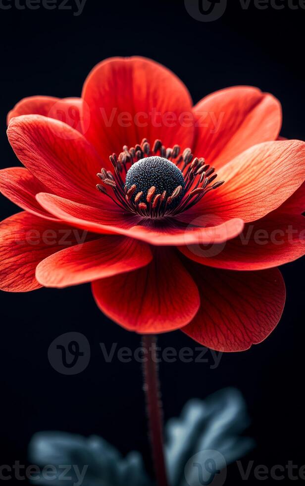A close up of a red flower with a black background. The flower is the main focus of the image, and it is the most vibrant and eye-catching element. The black background creates a sense of contrast photo