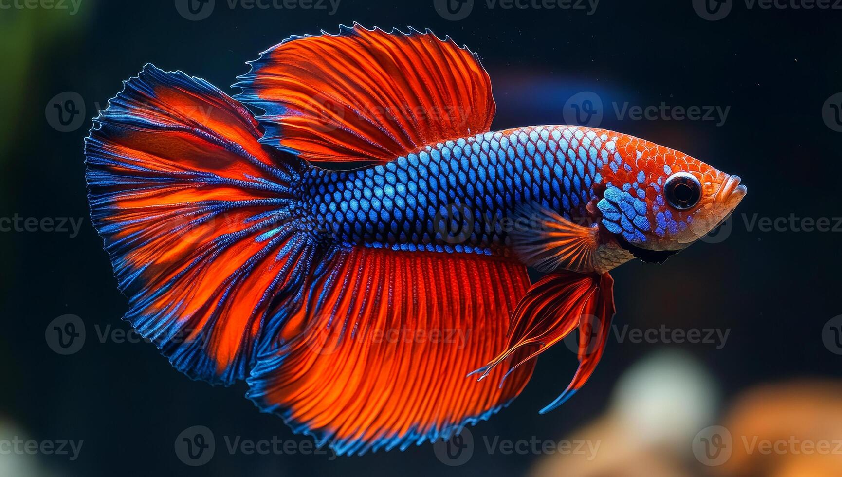 Colorful bettas in a calm aquarium. A vibrant betta fish with striking red and blue colors elegantly swims through clear water in a serene aquarium. photo