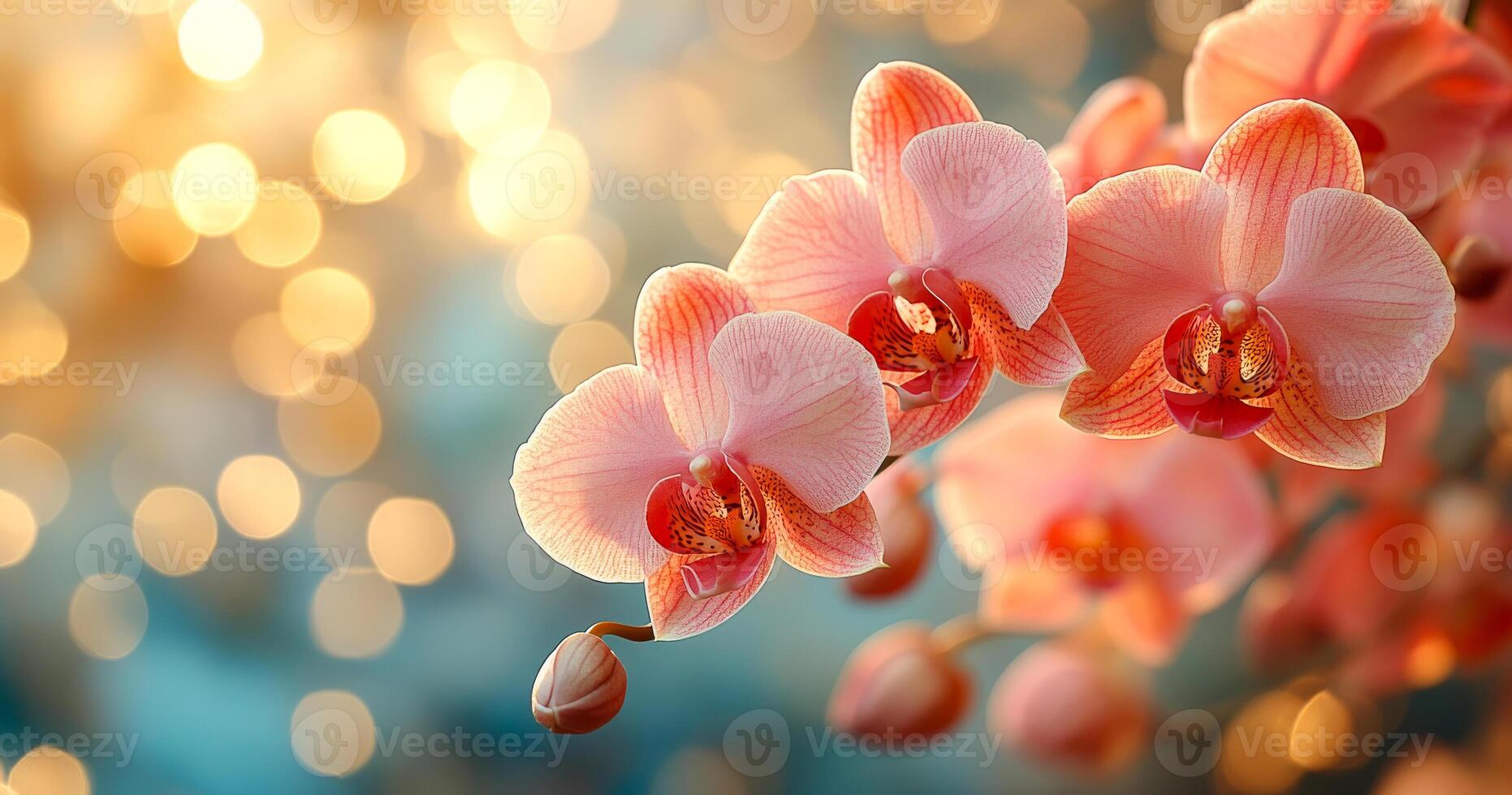 A bouquet of pink orchids with a blue background. The flowers are in full bloom and the background is a mix of blue and yellow photo