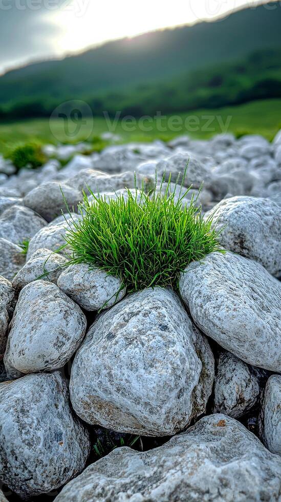 Green grass thrives atop smooth stones in a tranquil outdoor setting, with gentle sunlight illuminating the scene. photo