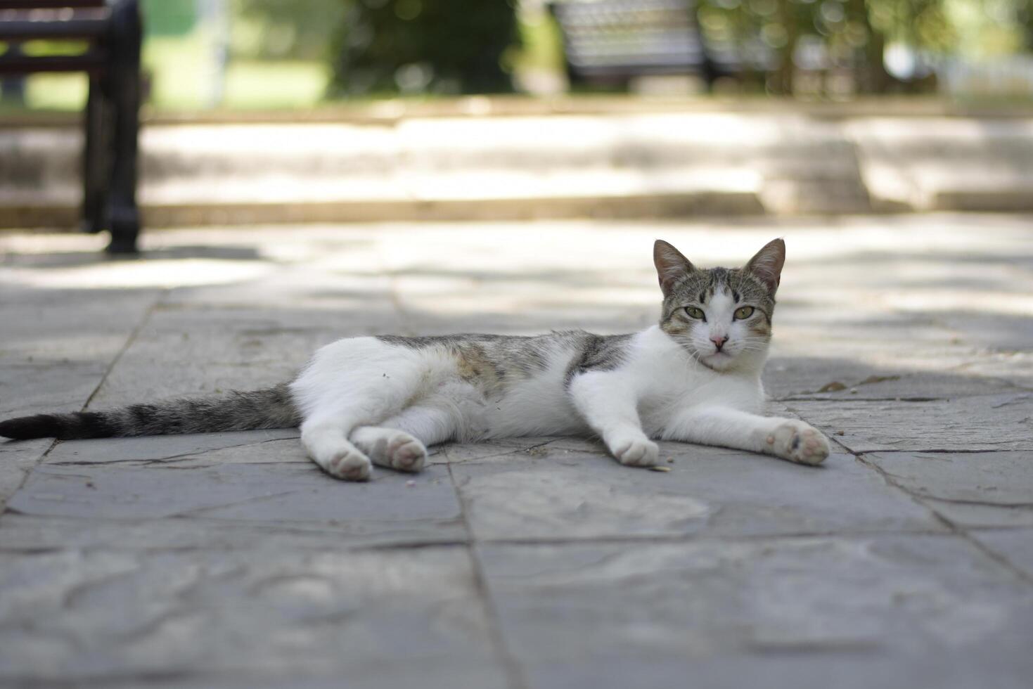 Relaxing Street Cat in the Park photo
