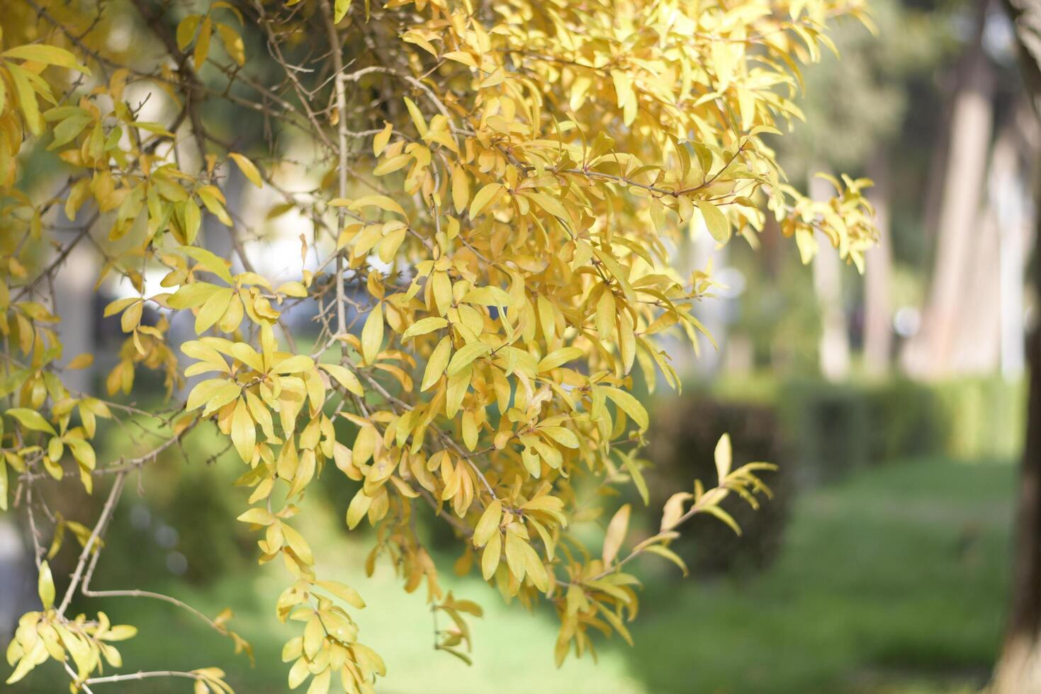Golden Autumn Leaves on Tree Branch photo