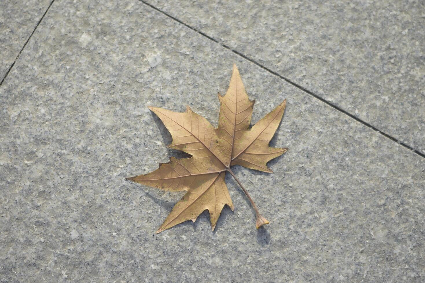 Autumn Leaf on Pavement photo