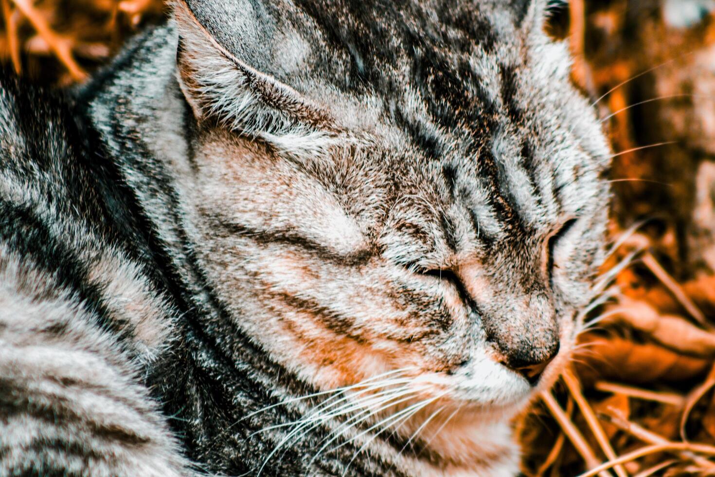 from kadikoy cats photo