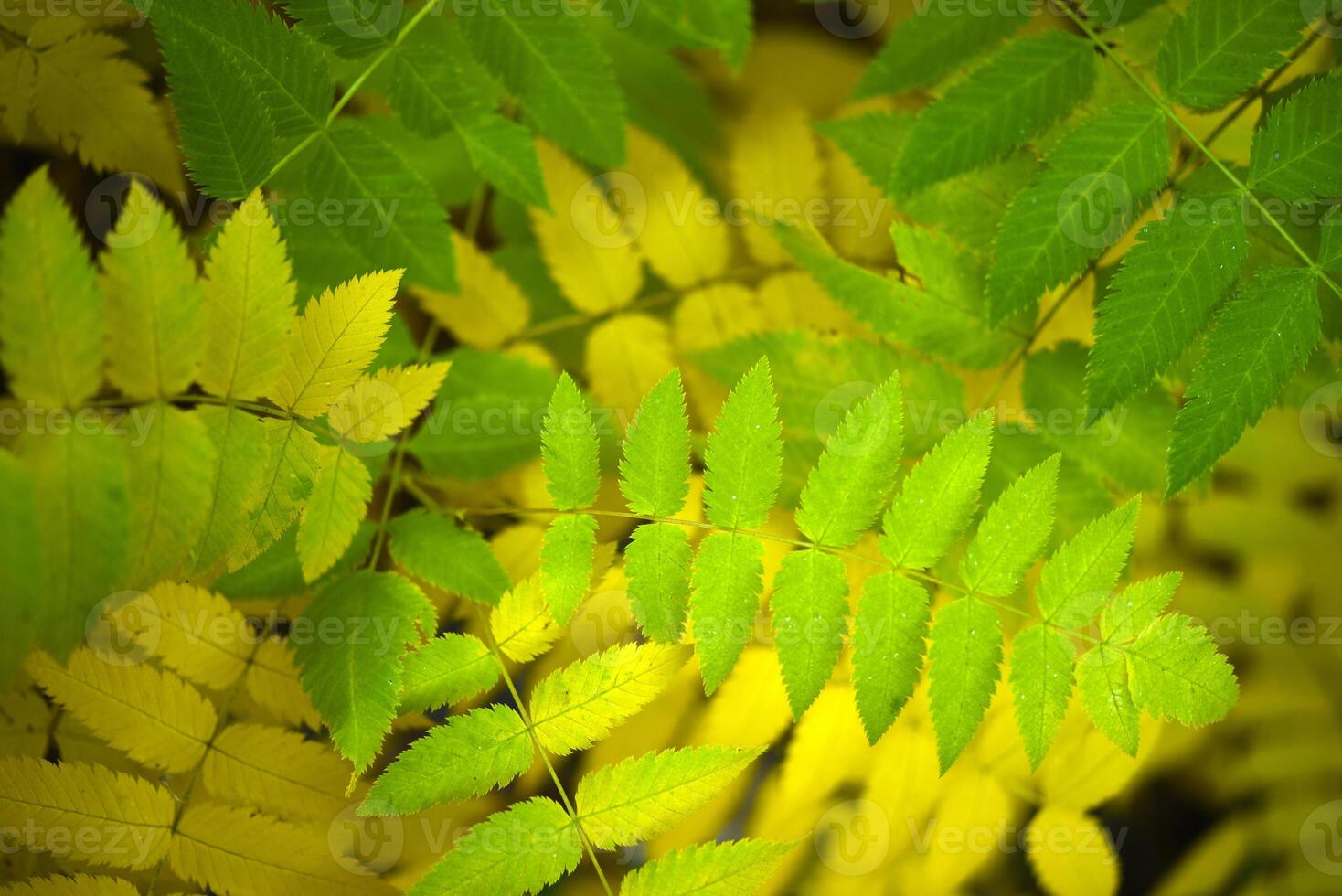 Yellow leaves of mountain ash in autumn. Large leaves of the tree in autumn. Sorbaria sorbifolia photo