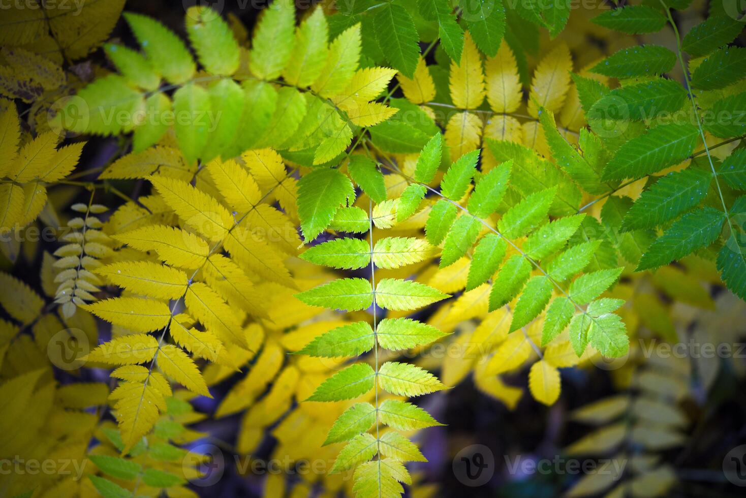 Yellow leaves of mountain ash in autumn. Large leaves of the tree in autumn. Sorbaria sorbifolia photo