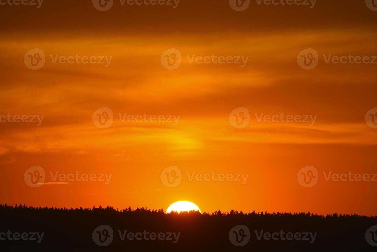 A red sunset. The setting sun over the forest in summer. photo