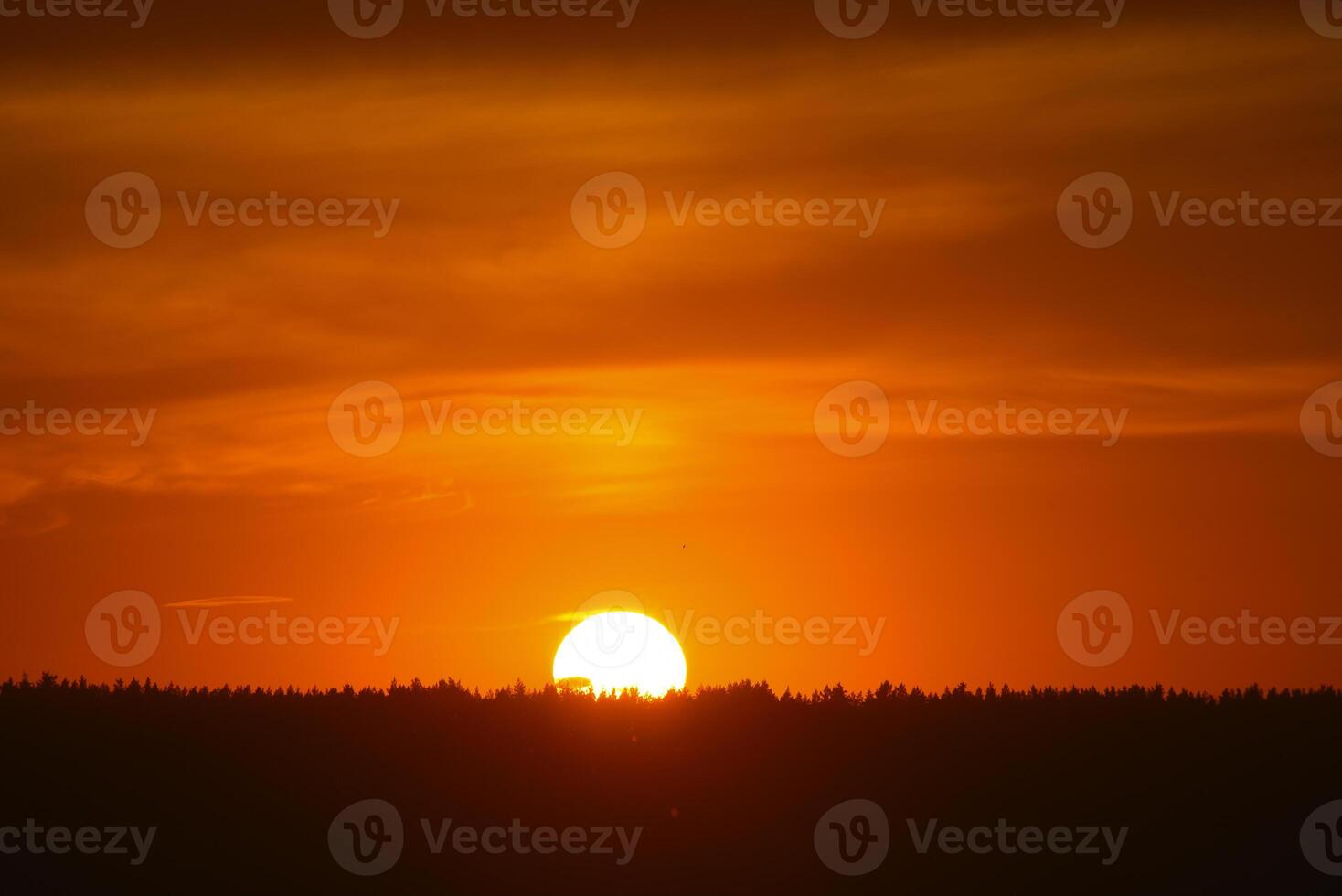 A red sunset. The setting sun over the forest in summer. photo