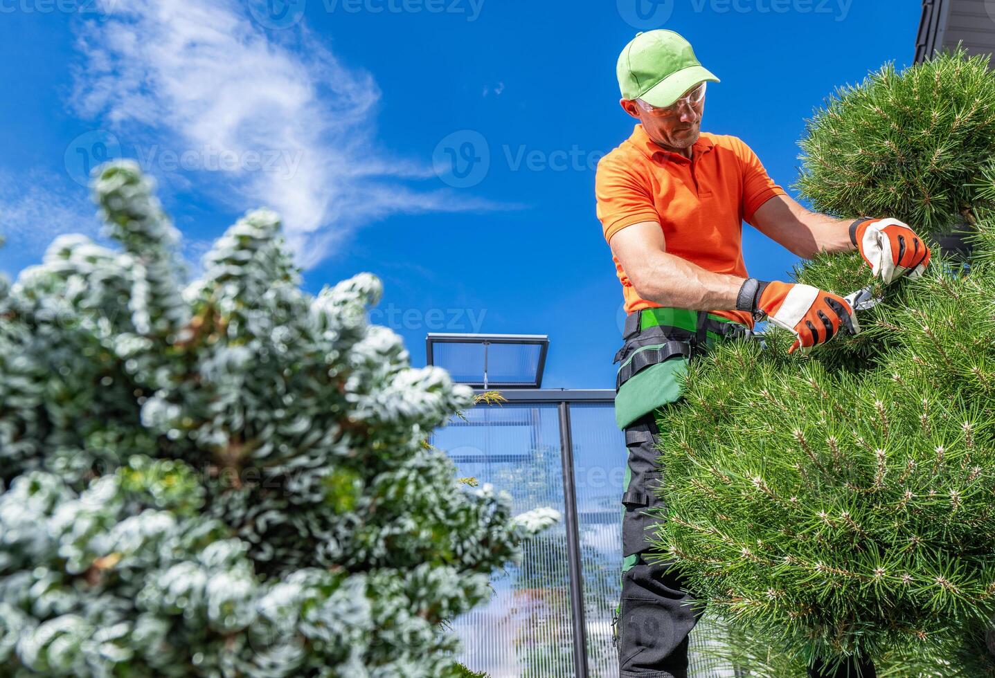 Skilled Gardener Trims a Conifer Tree in a Sunny Outdoor Setting Near a Modern Building photo