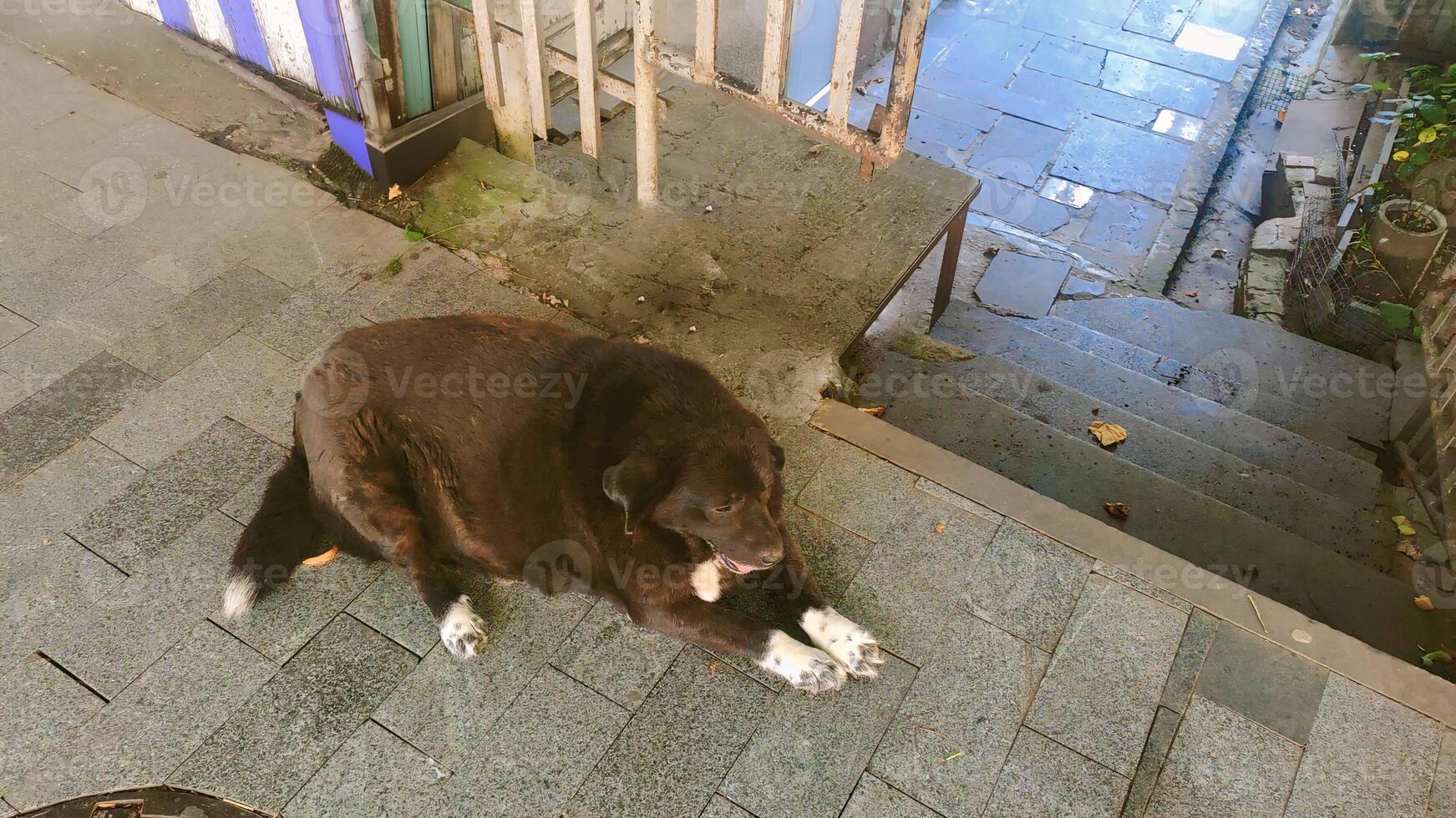 The fat dog with thick dark fur photo