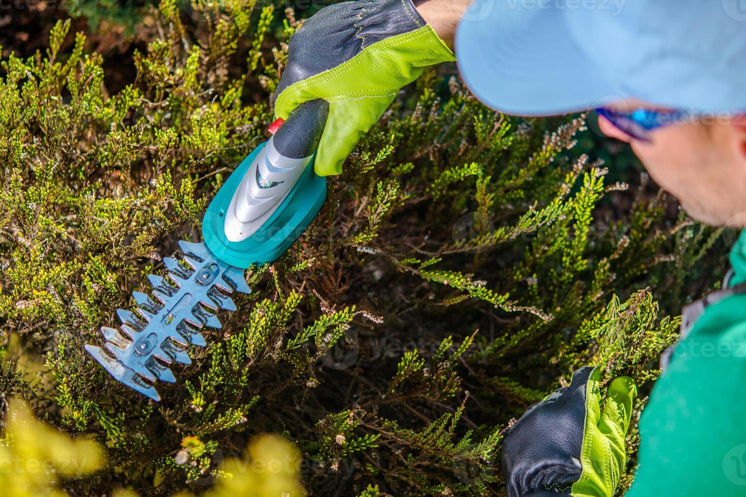 Gardener Trimming Hedges Using Electric Shears on a Sunny Day in the Backyard Garden photo