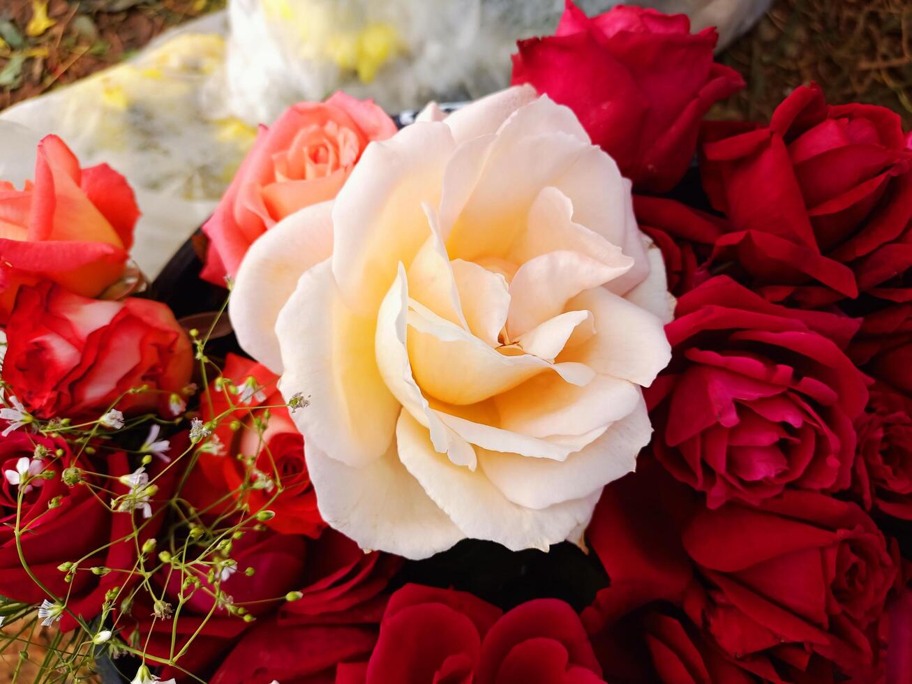 A bunch of red roses photo