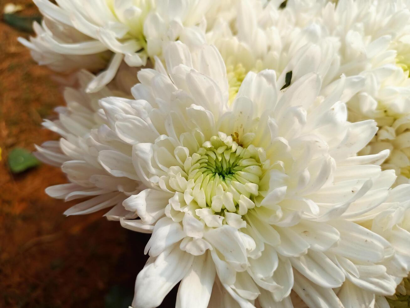 A close up of white flowers in a vase photo