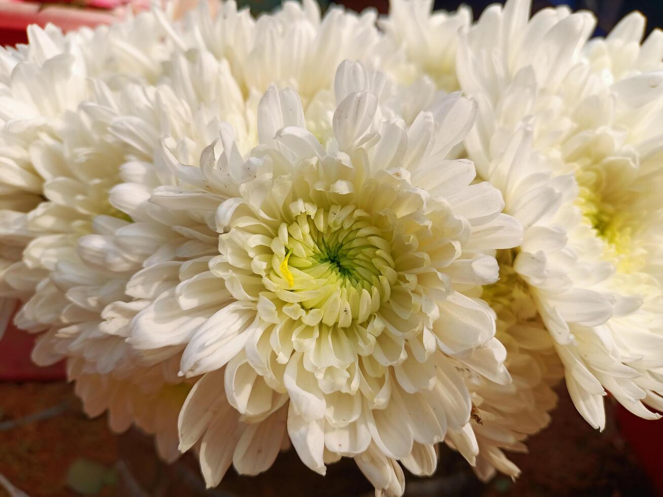 A bunch of white flowers photo