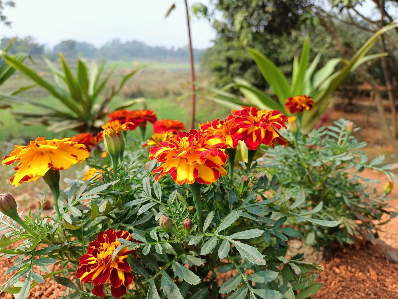 A group of flowers in a field photo