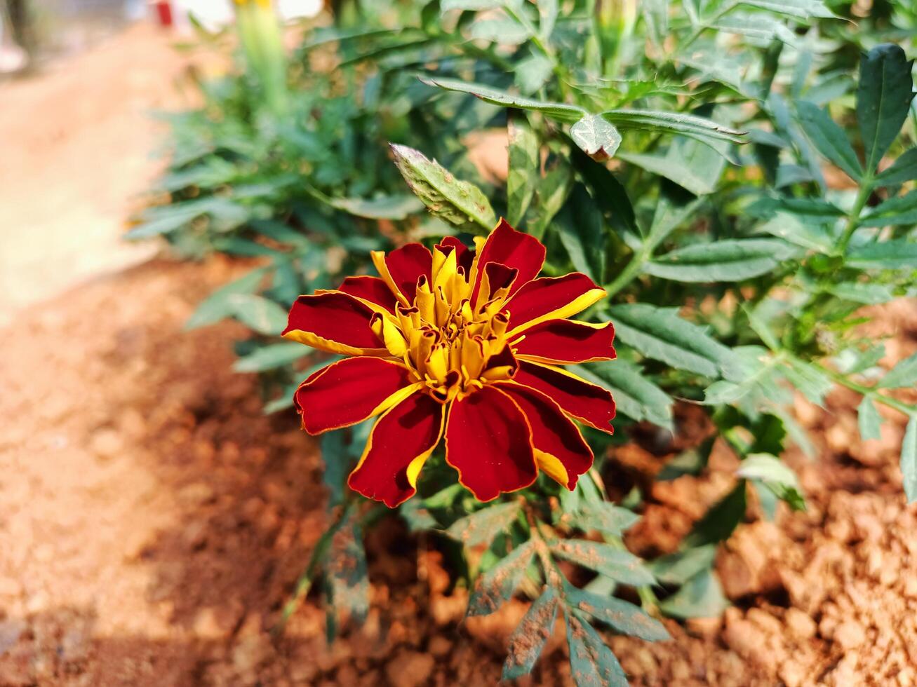 A red and yellow flower growing in a dirt field photo