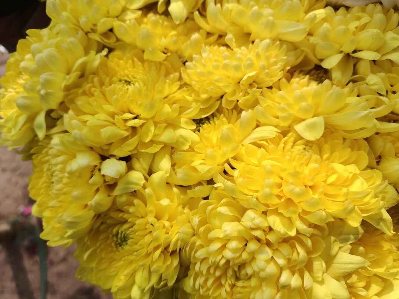 A close up of a bunch of yellow flowers photo