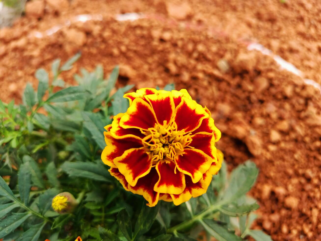 A flower with red and yellow petals photo