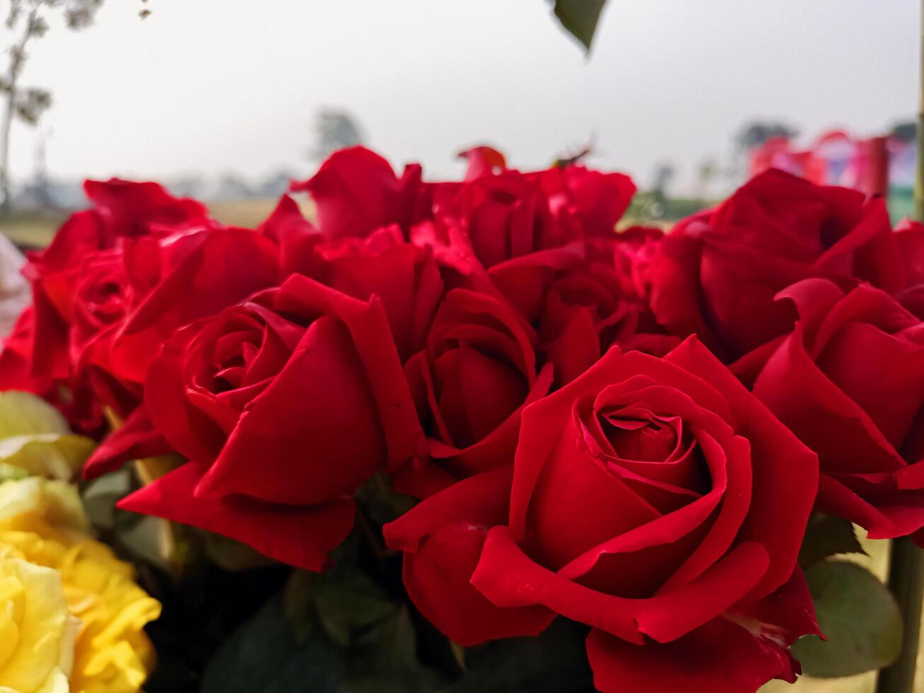 A bunch of red roses photo