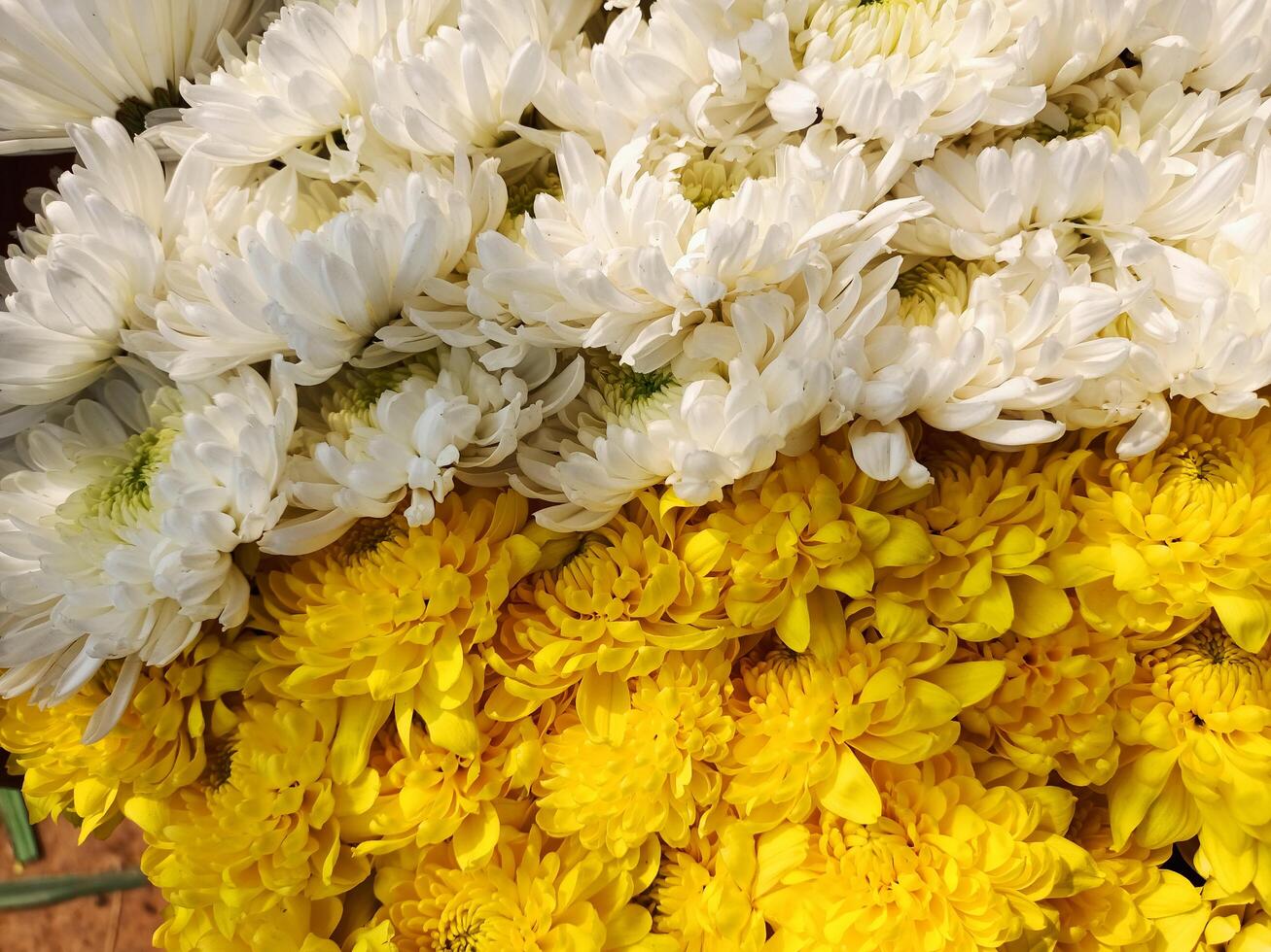 A bunch of white and yellow flowers photo