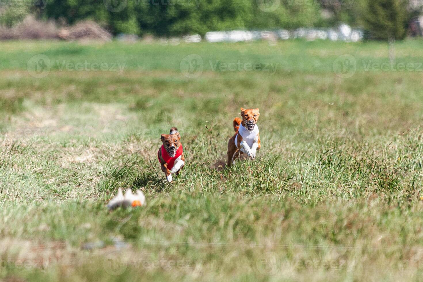 Two basenji dogs running in red and white jacket on coursing competition photo