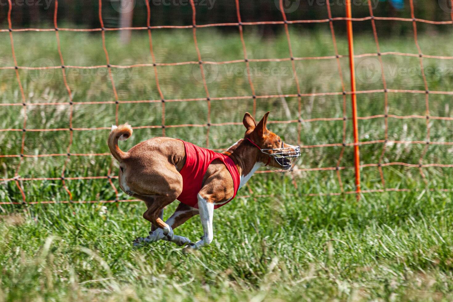 Basenji dog running in red jacket on coursing green field at competition photo
