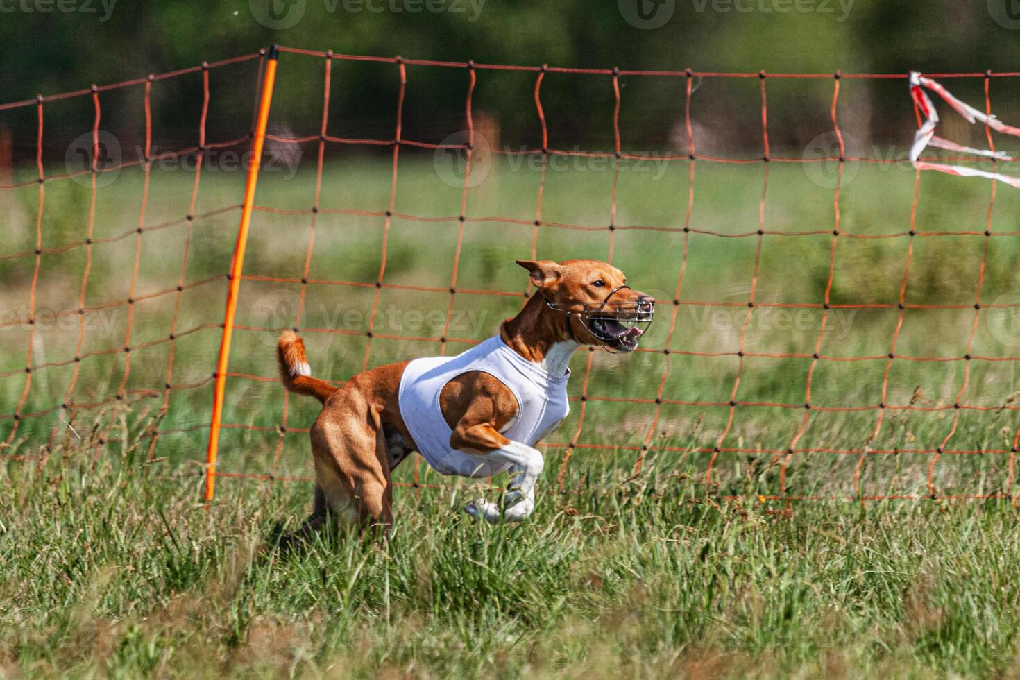 Basenji dog running in white jacket on coursing green field at competition photo
