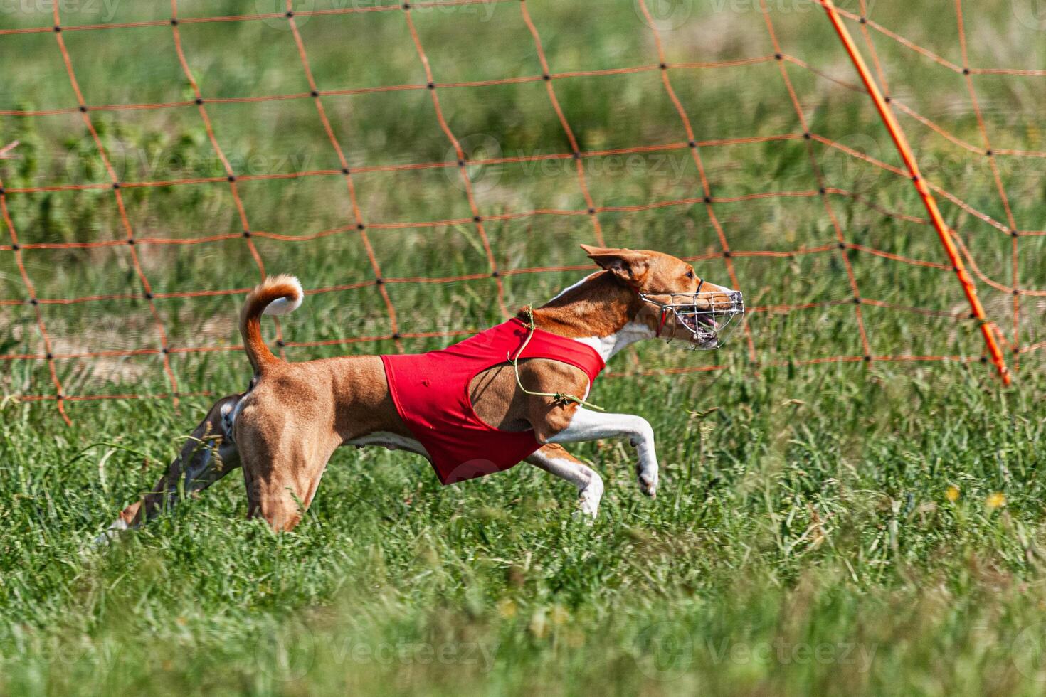 Basenji dog running in red jacket on coursing green field at competition photo
