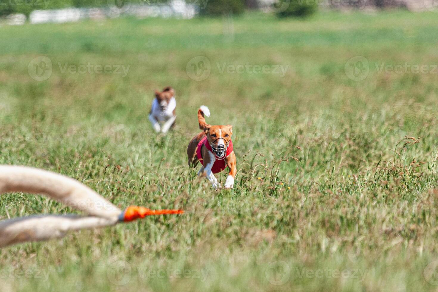 Two basenji dogs running in red and white jacket on coursing competition photo