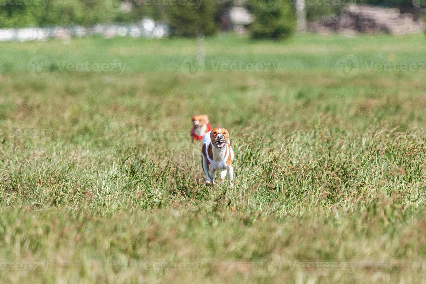 Two basenji dogs running in red and white jacket on coursing competition photo