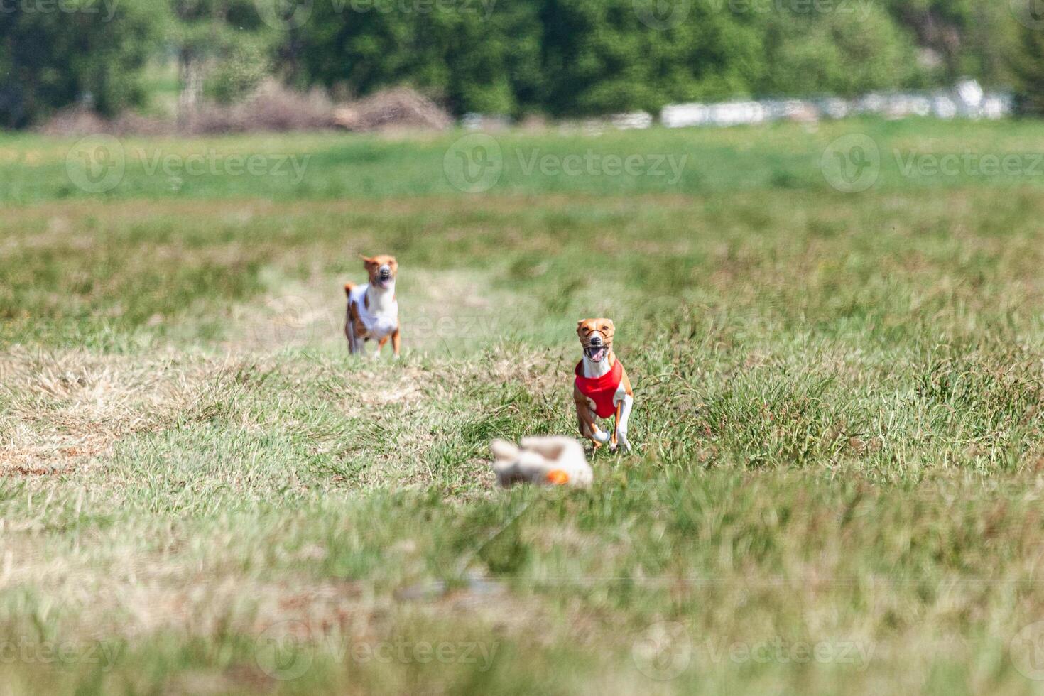 Two basenji dogs running in red and white jacket on coursing competition photo