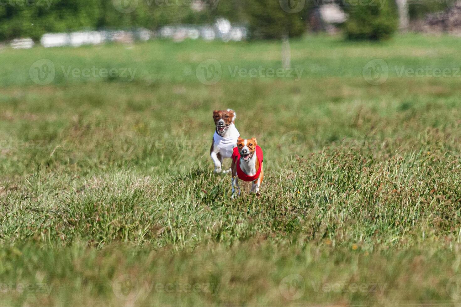 Two basenji dogs running in red and white jacket on coursing competition photo
