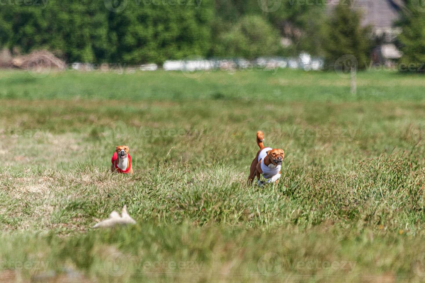 Two basenji dogs running in red and white jacket on coursing competition photo