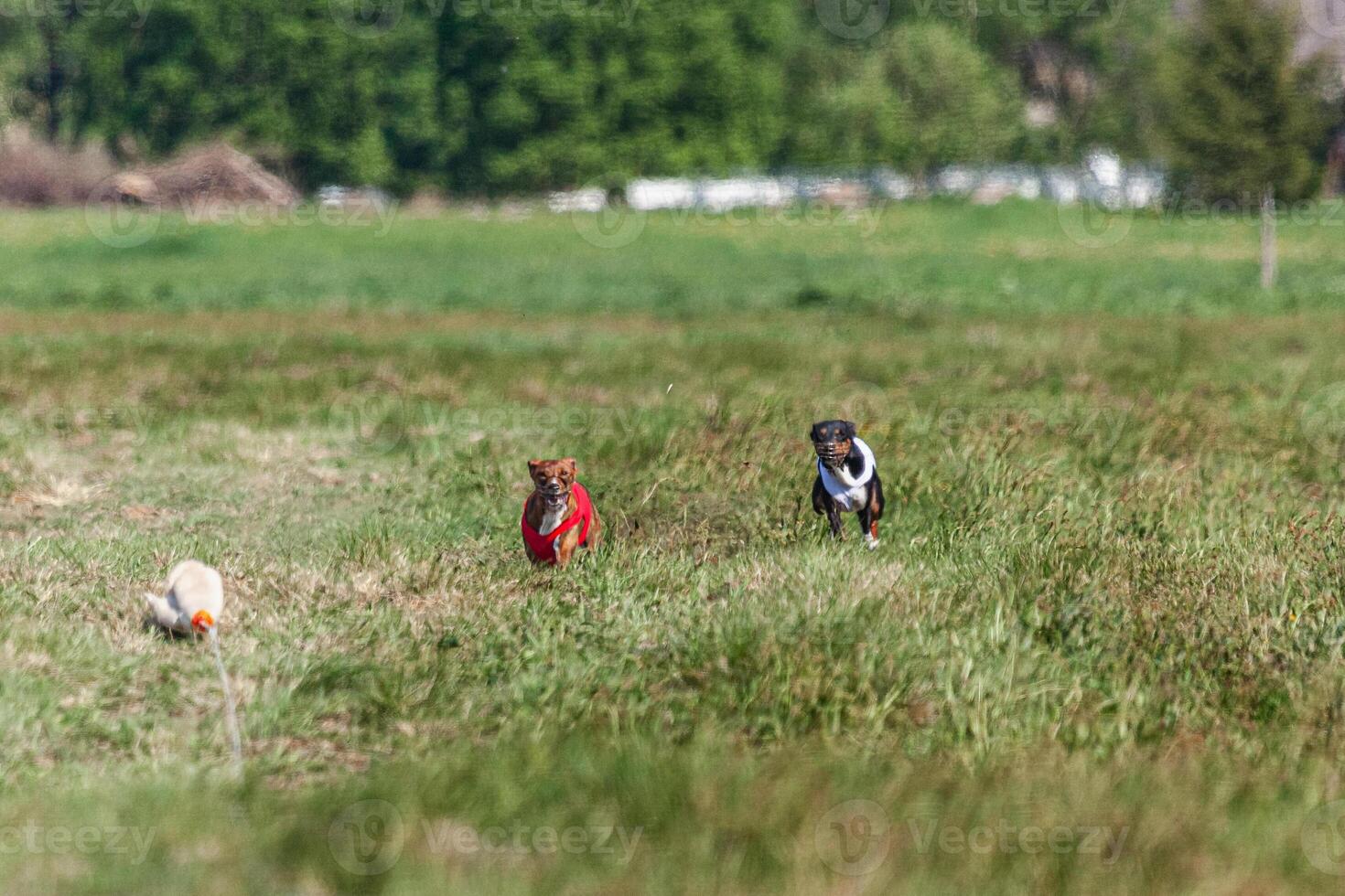 Two basenji dogs running in red and white jacket on coursing competition photo