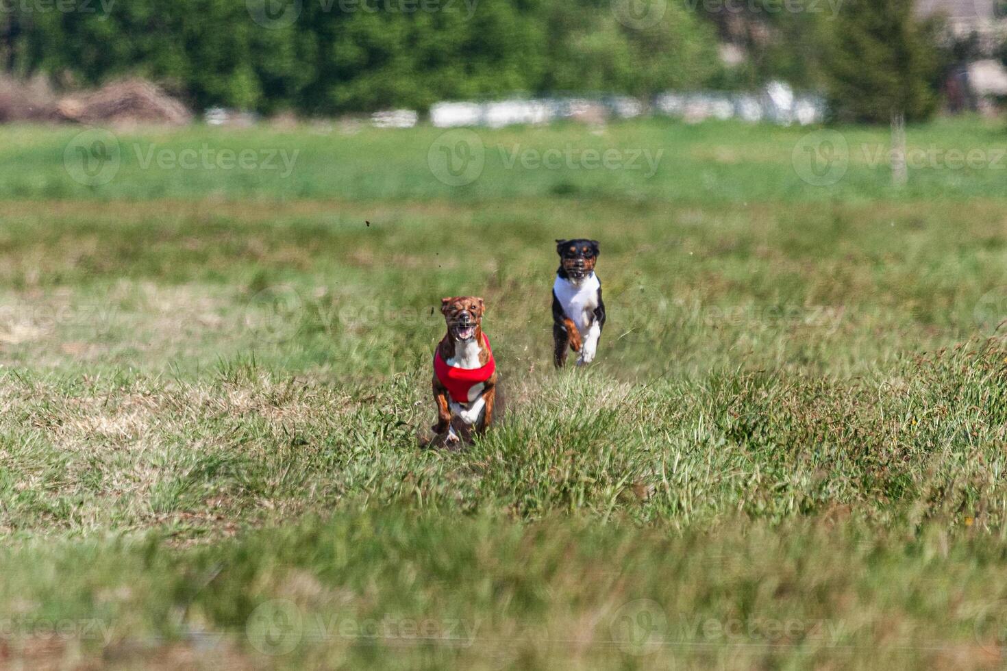 Two basenji dogs running in red and white jacket on coursing competition photo