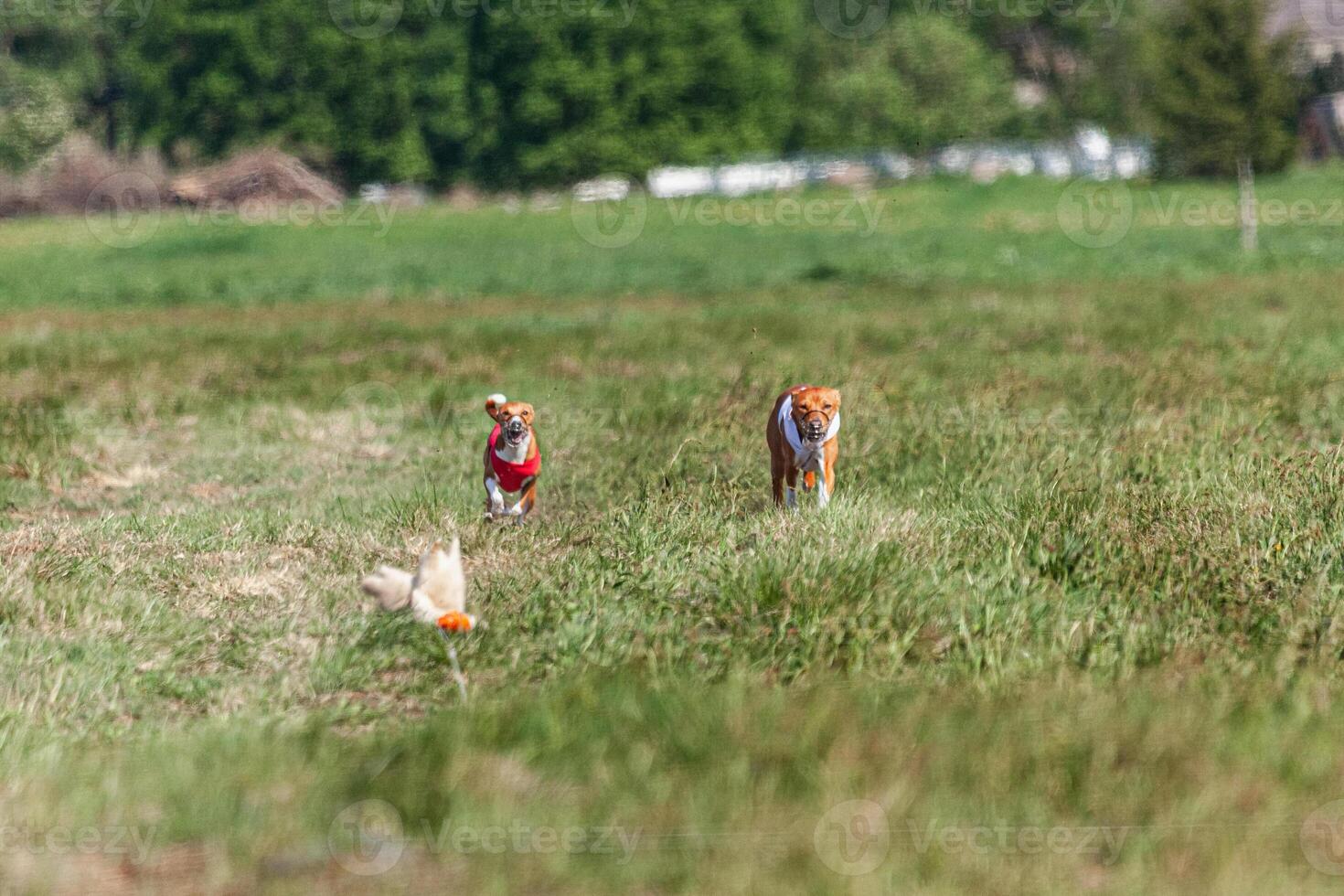 Two basenji dogs running in red and white jacket on coursing competition photo