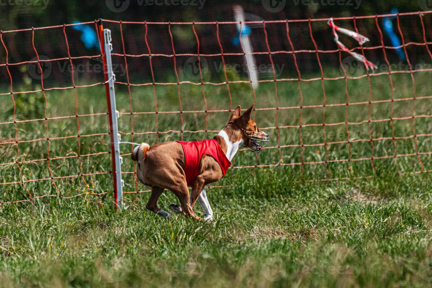 Basenji dog running in red jacket on coursing green field at competition photo