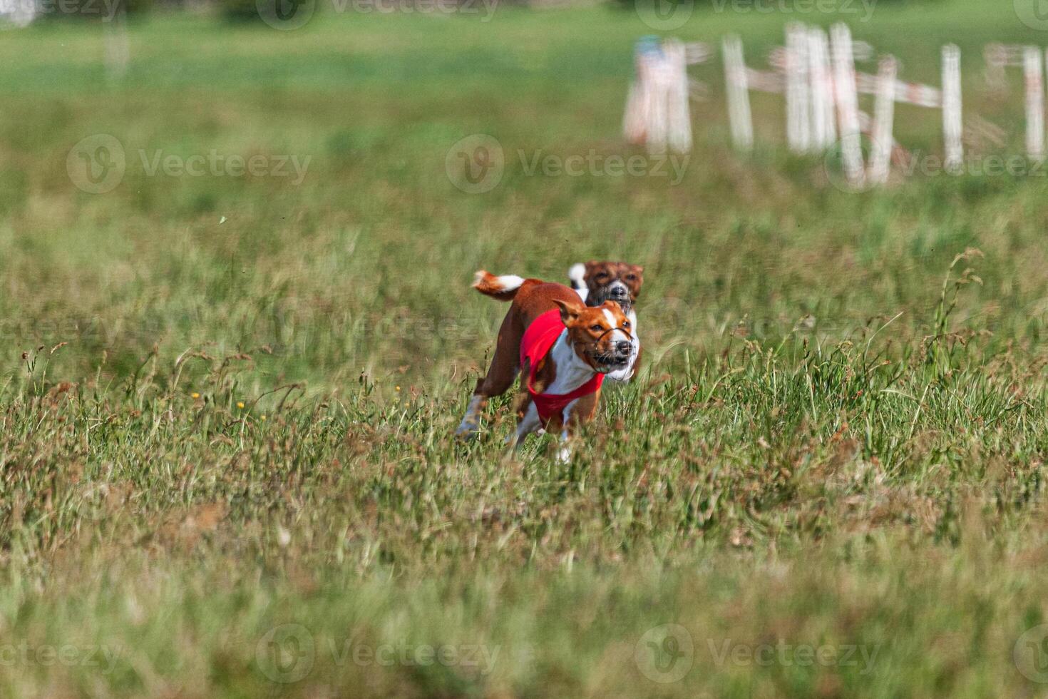 Two basenji dogs running in red and white jacket on coursing competition photo