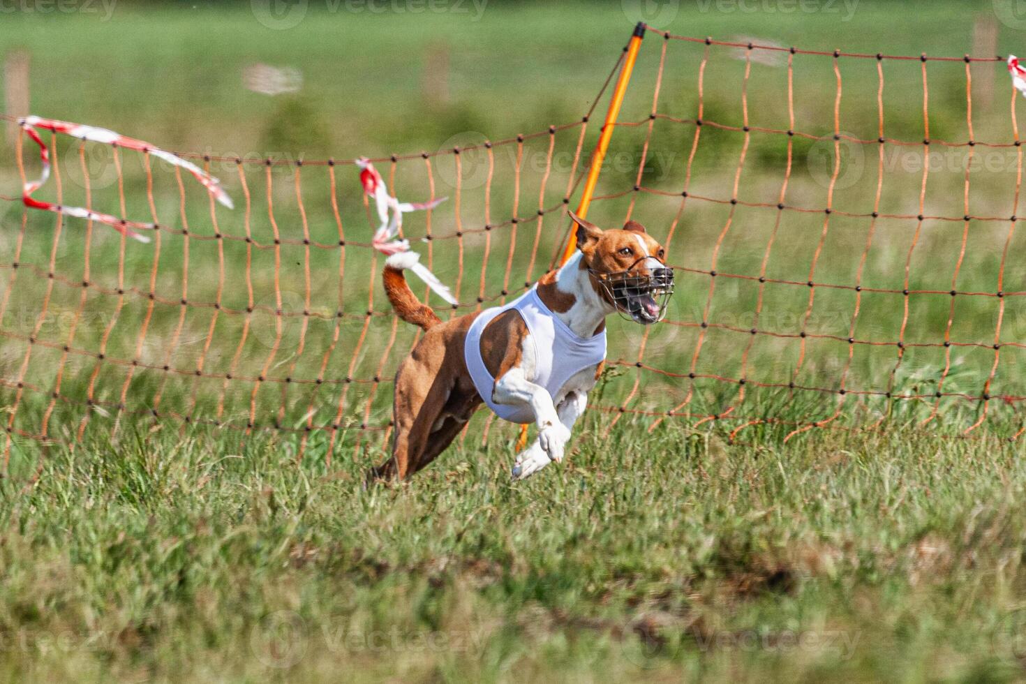 Basenji dog running in white jacket on coursing green field at competition photo