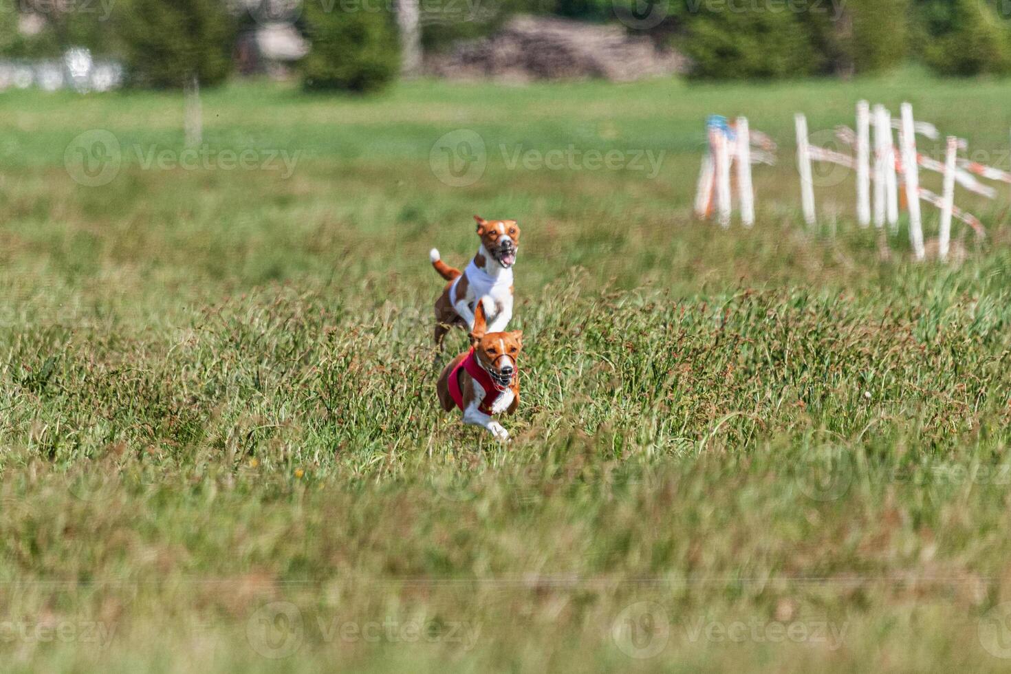 Two basenji dogs running in red and white jacket on coursing competition photo