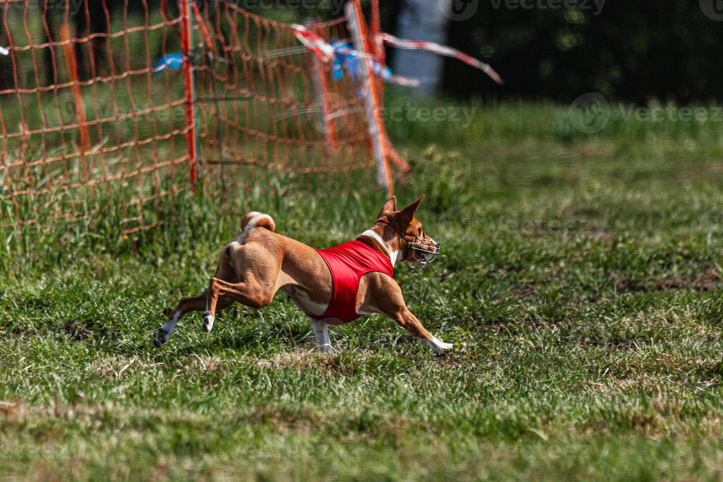 Basenji dog running in red jacket on coursing green field at competition photo