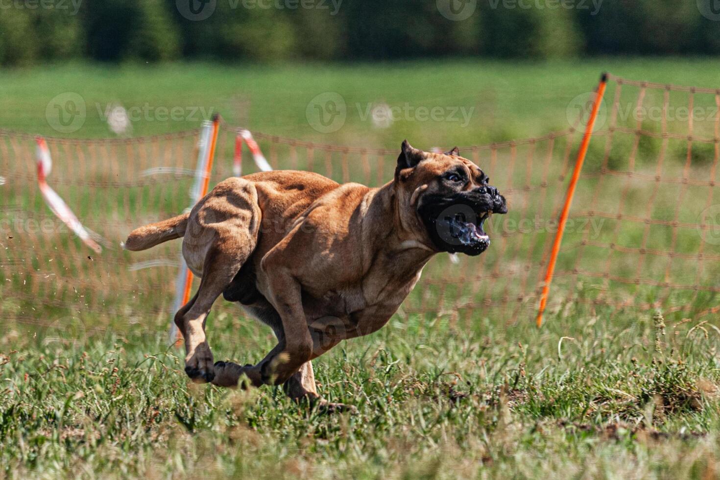 Cane Corso running and chasing coursing lure on green field photo