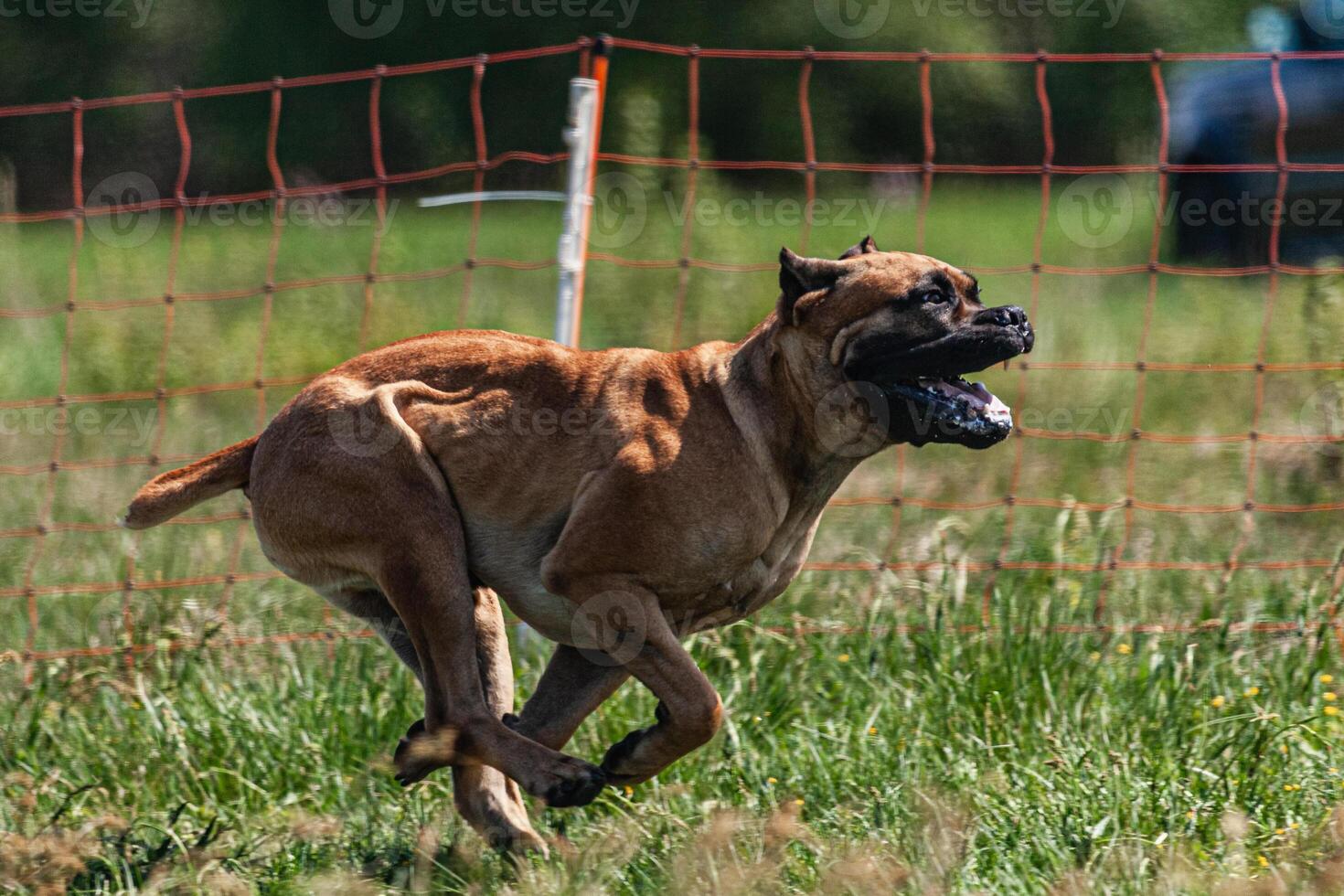 Cane Corso running and chasing coursing lure on green field photo