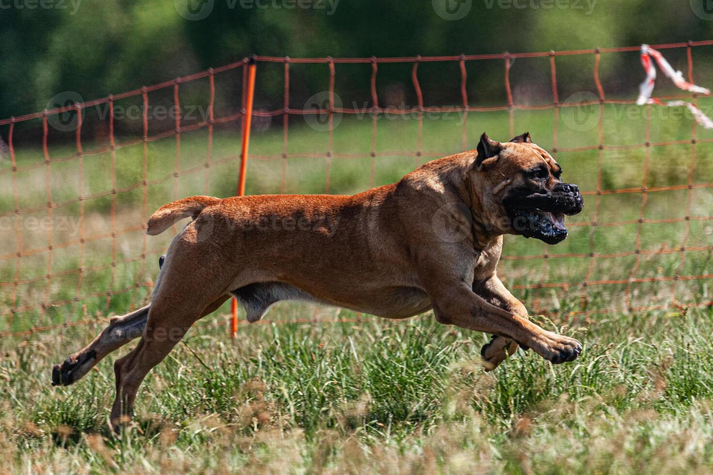Cane Corso running and chasing coursing lure on green field photo