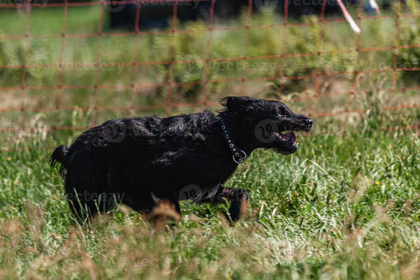 Black dog running across the meadow on lure coursing competition photo