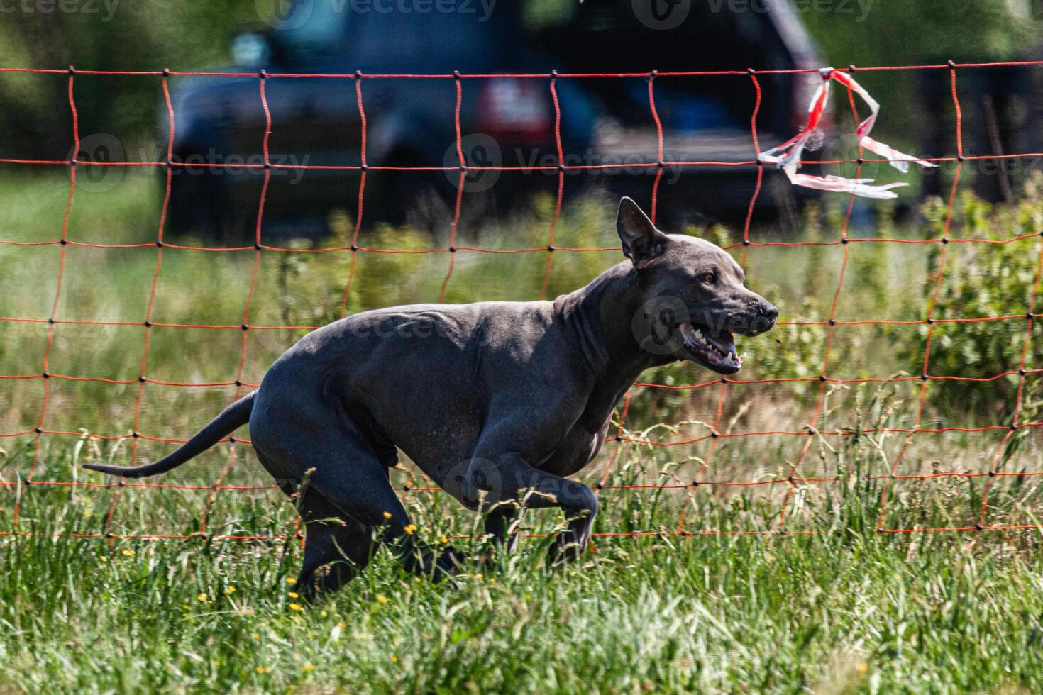 Thai ridgeback running full speed at lure coursing sport competition photo