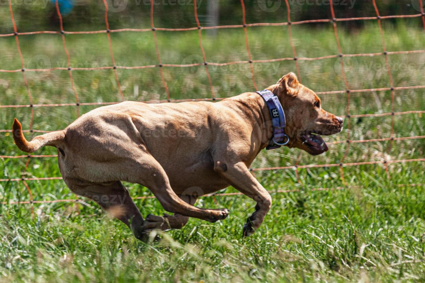Pit Bull lifted off the ground during the dog race competition photo