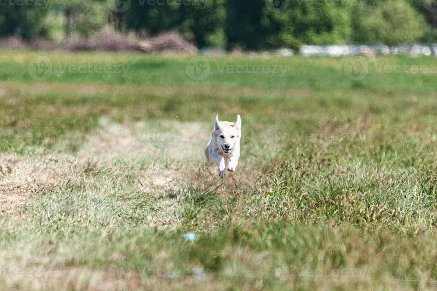 Dog running in coursing field on lure coursing competition photo