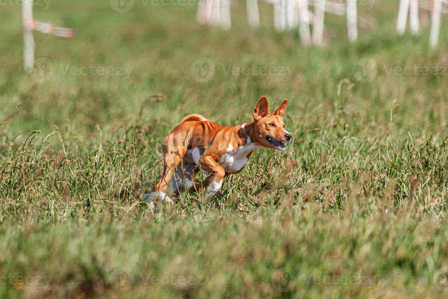 Basenji puppy red and white first time running in field on competition photo