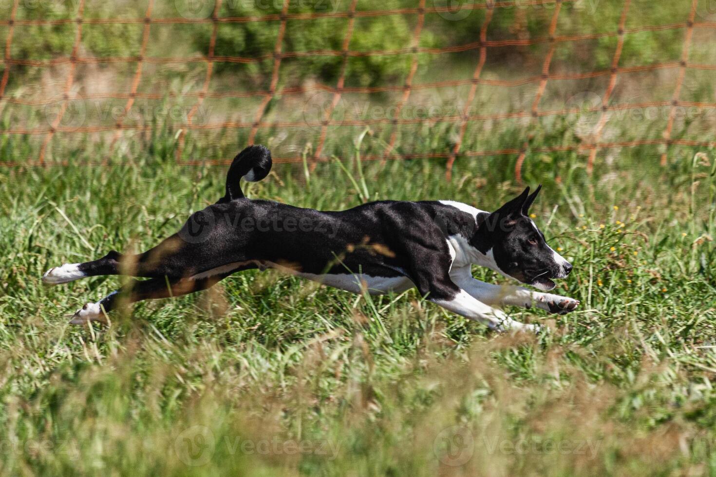 Basenji puppy black and white first time running in field on competition photo